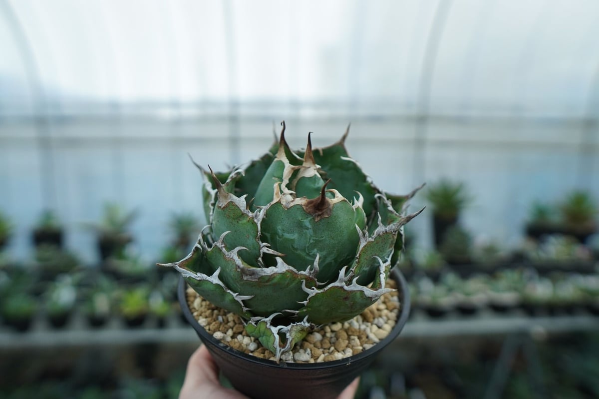 アガベ チタノタ 白鯨 Agave titanota White whale NO.1 | m