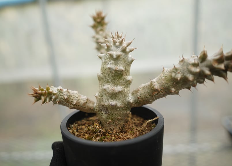 パキポディウム・バロニー 実生【良型・棘詰まり】 Pachypodium baronii【パキポディウム・バロニー・実生】 | RIMO'S