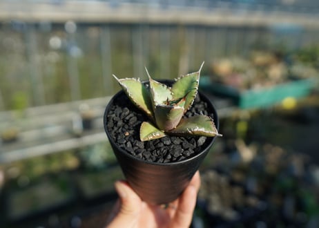 アガベ　チタノタ　FO-76 Agave titanota FO-76