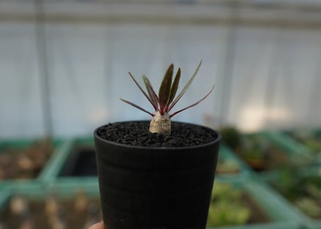 パキポディウム　グラキリス　 Pachypodium Gracilius  No.6
