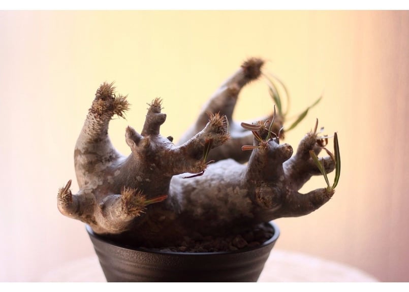 Pachypodium inopinatum パキポディウム イノピナツム 未発根 | m Pachypodium inopinatum パキポディウム イノピナツム 未発根 | m