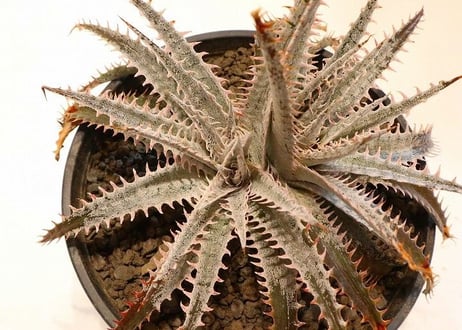 Dyckia (Airzona X ML) X delicataGF F1