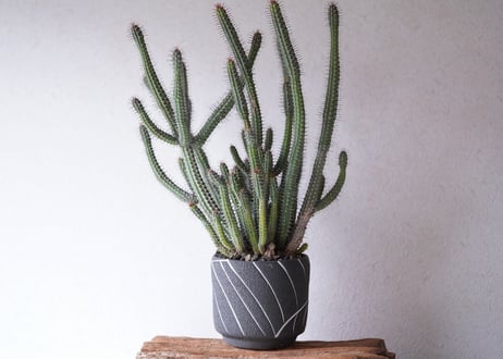 Euphorbia baioensis