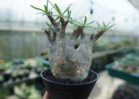 パキポディウム　グラキリス　 Pachypodium Gracilius  No.2