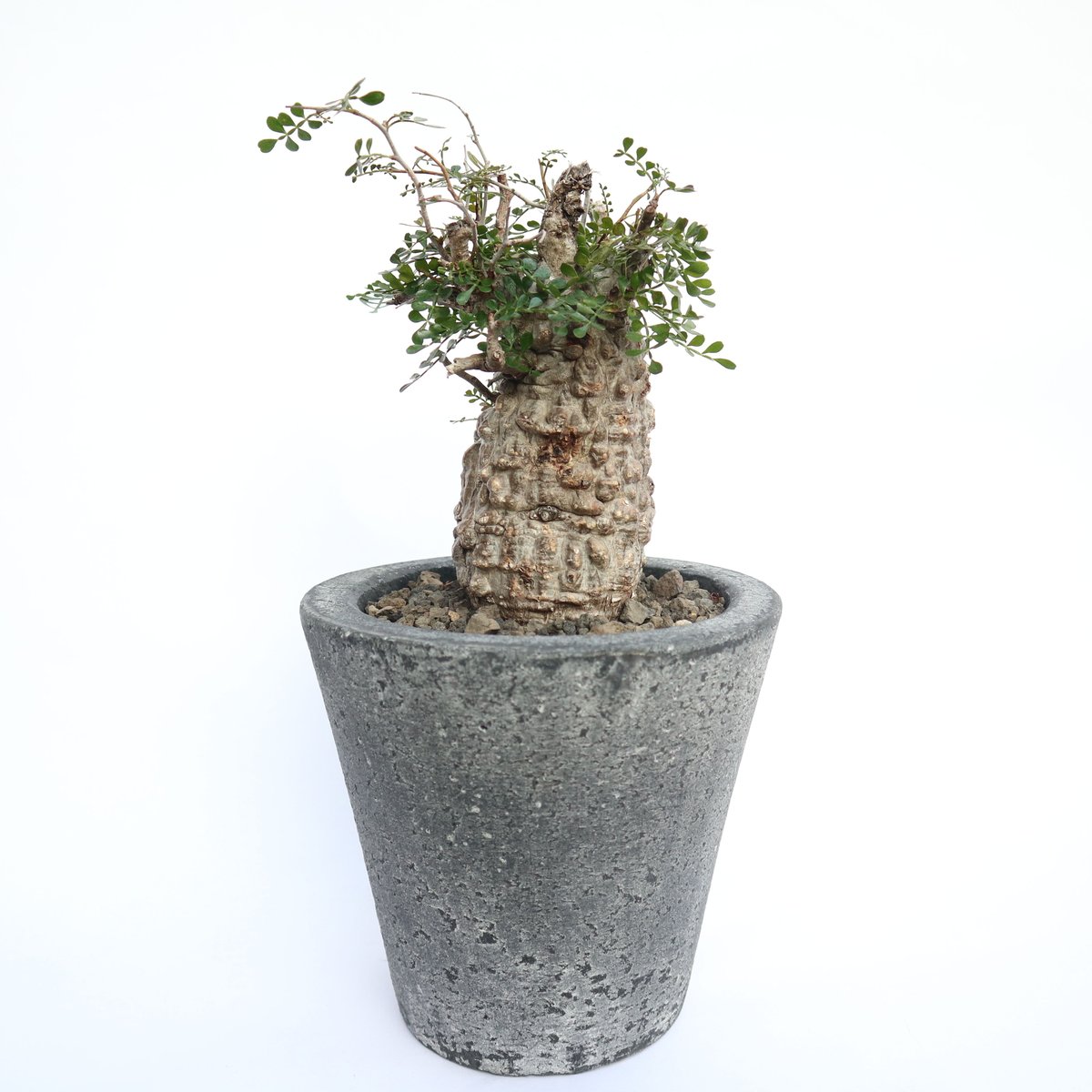 オペルクリカリア　パキプス　塊根植物 RAFLUMコレクション】オペルクリカリア パキプス 【現地球/発根