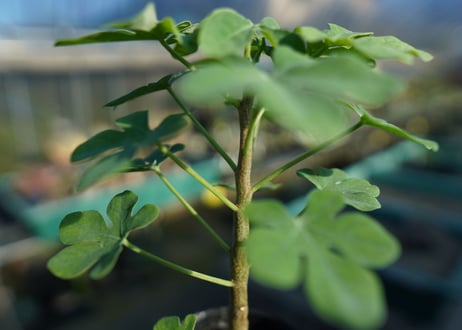 アデニア　グラウカ　Adenia glauca  No.2