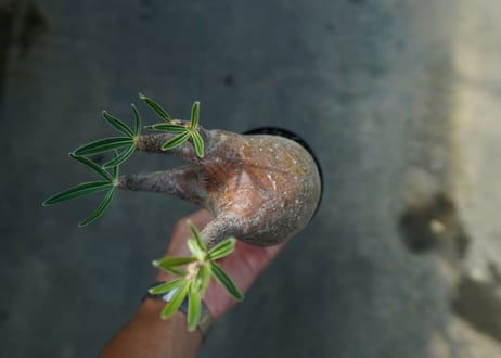 パキポディウム　グラキリス　Pachypodium gracilius　No.1