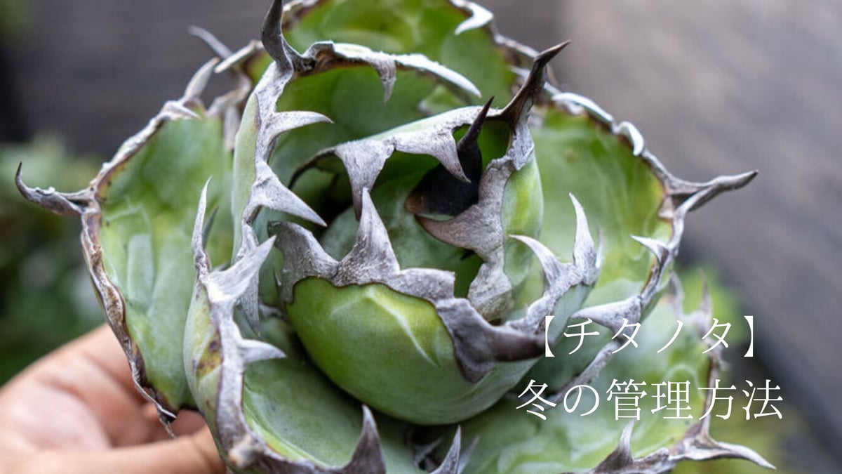 シュン0211　チタノタ　ドライガーデン　地植え　耐寒性アガベ シュン0211様専用 チタノタ ドライガーデン 地植え 耐寒性アガベ