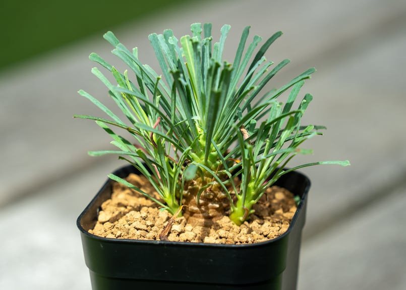 ユーフォルビア ムルチフォリア | mana's farm:塊根植物・アガベ