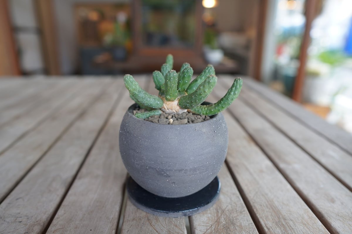 九頭竜 Euphorbia inermis | mana's farm:塊根植物・アガベ・ド