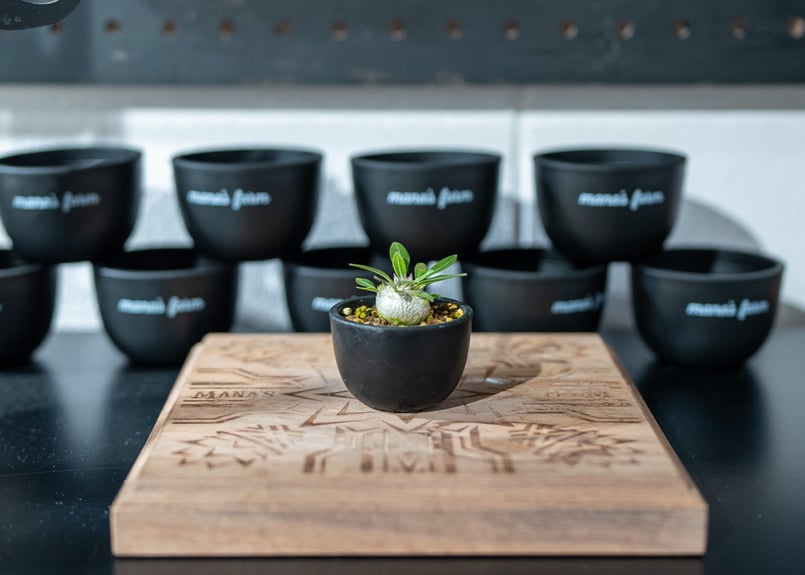 パキポディウムデンシフローラム&アガベ赤猫セット パキポディウム デンシフローラム Pachypodium densiflorum 沖縄実生 |