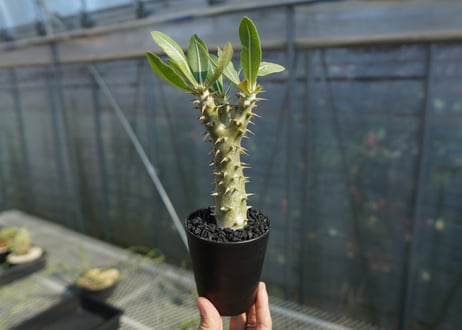 パキポディウム ホロンベンセ　Pachypodium　 horombense