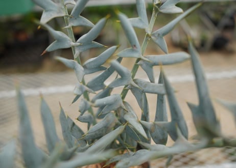 エンセファラルトス　 ホリダス　Encephalartos horridus　 NO.4