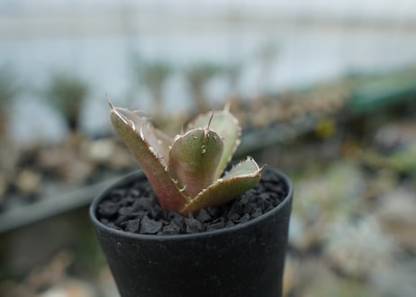 アガベ　チタノタ　鬼爪雪峰  Agave titanota “Onitsume Yukimine” 子株　No.2