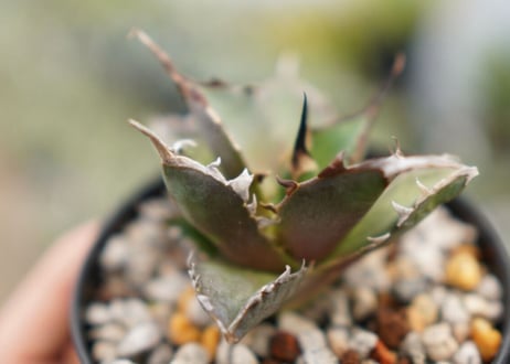 Agave titanota hades No.1