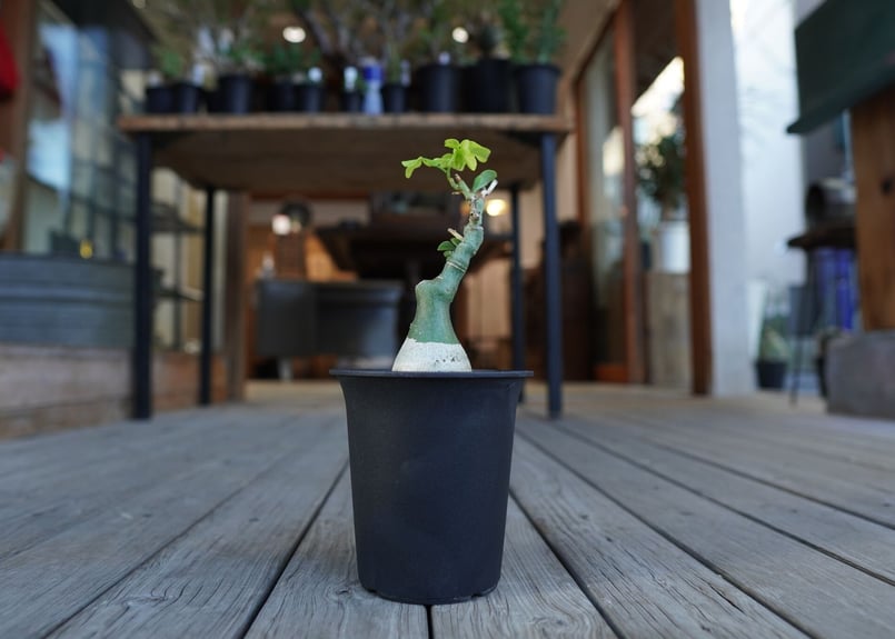 最終値下げ　アデニアグラウカ 期間限定値下げ アデニアグラウカ 大株 アデニアグラウカ | STORES