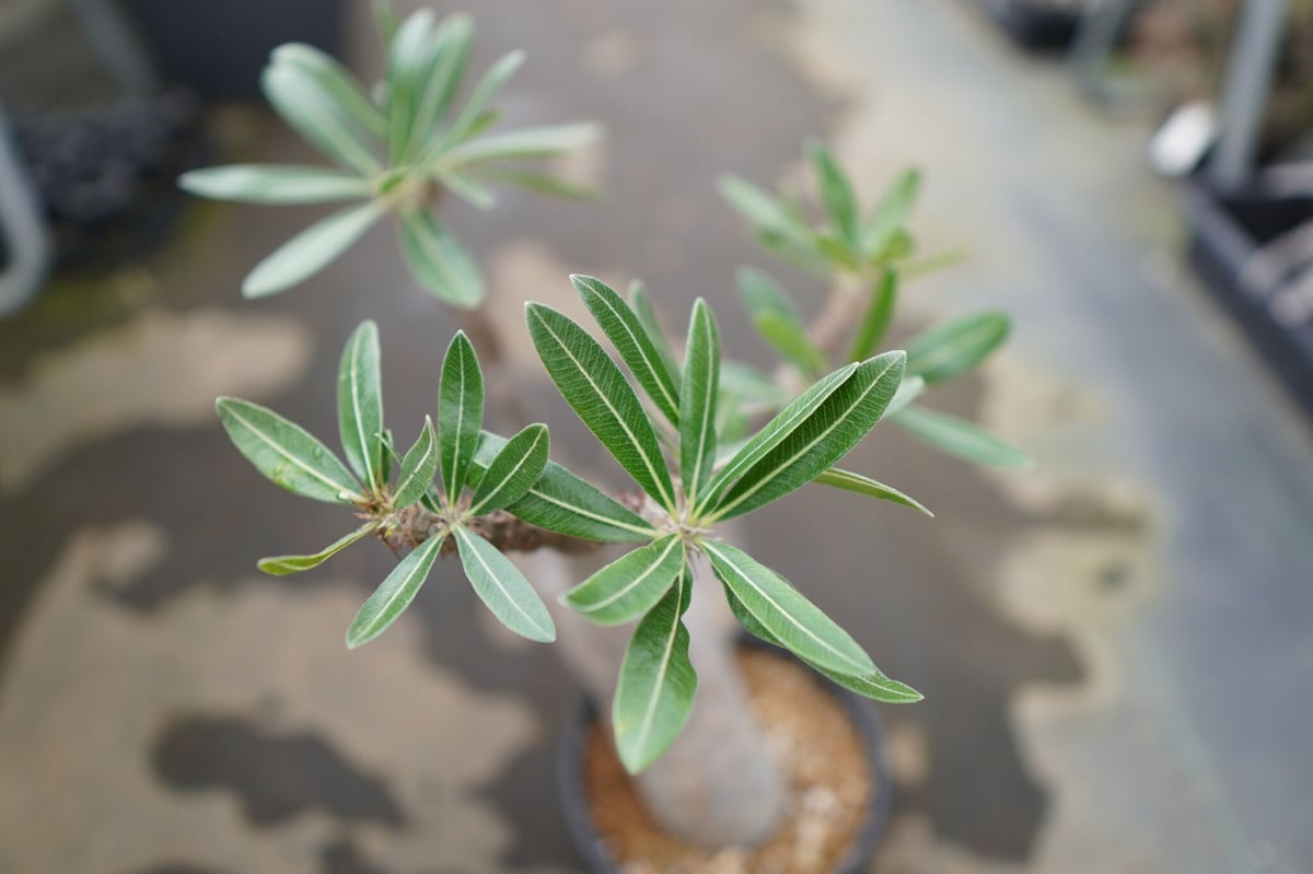 パキポディウム マカイエンセ | mana's farm:塊根植物・アガベ・ドライ