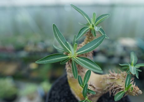 パキポディウム　デンシフローラム　Pachypodium densiflorum　No.2