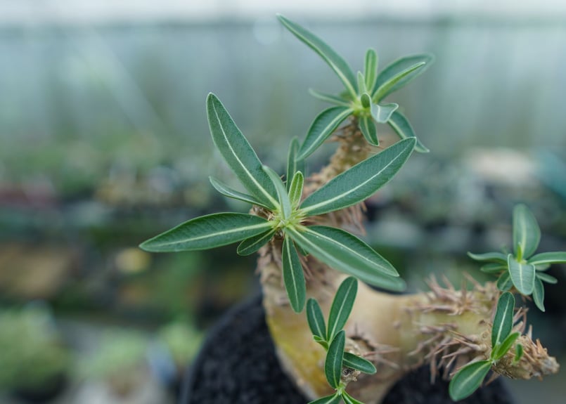 パキポディウム デンシフローラム Pachypodium densiflorum No.2 |