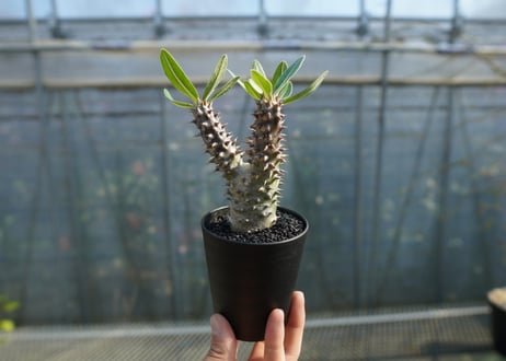 パキポディウム　デンシフローラム Pachypodium densiflorum   No.1