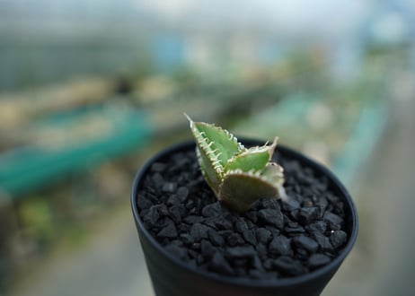 アガベ　チタノタ　追星 agave titanota cok