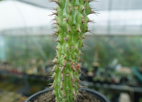 ユーフォルビア　ピグエリー　Euphorbia viguieri