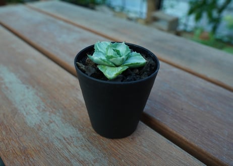 アガベ　王妃雷神錦　Agave　“Ohi Raijin Nishiki ”　No.1