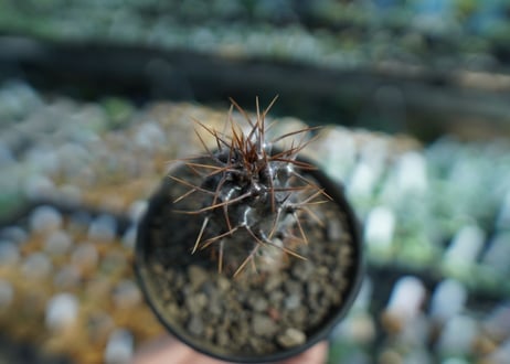 パキポディウム　ラメリー　ラモーサム　Pachypodium lamerei var.ramosum