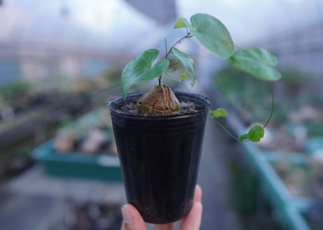 亀甲竜　Dioscorea elephantipes　No.9