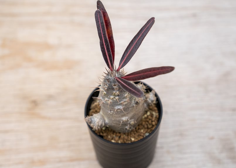 パキポディウム カクチペス 沖縄実生 | mana's farm:塊根植物