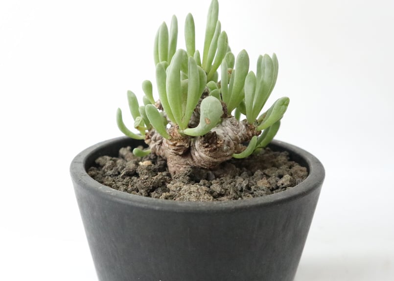 オトンナ クラビフォリア | mana's farm:塊根植物・アガベ・ドライ