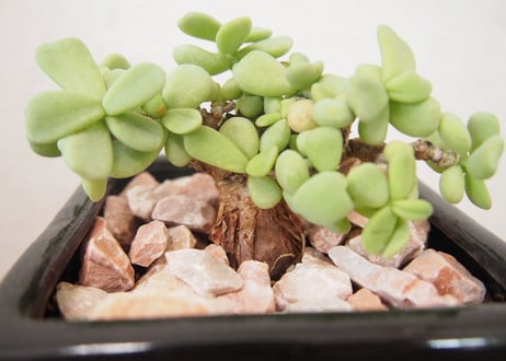 ケラリア　ピグマエア　ceraria pygmaea