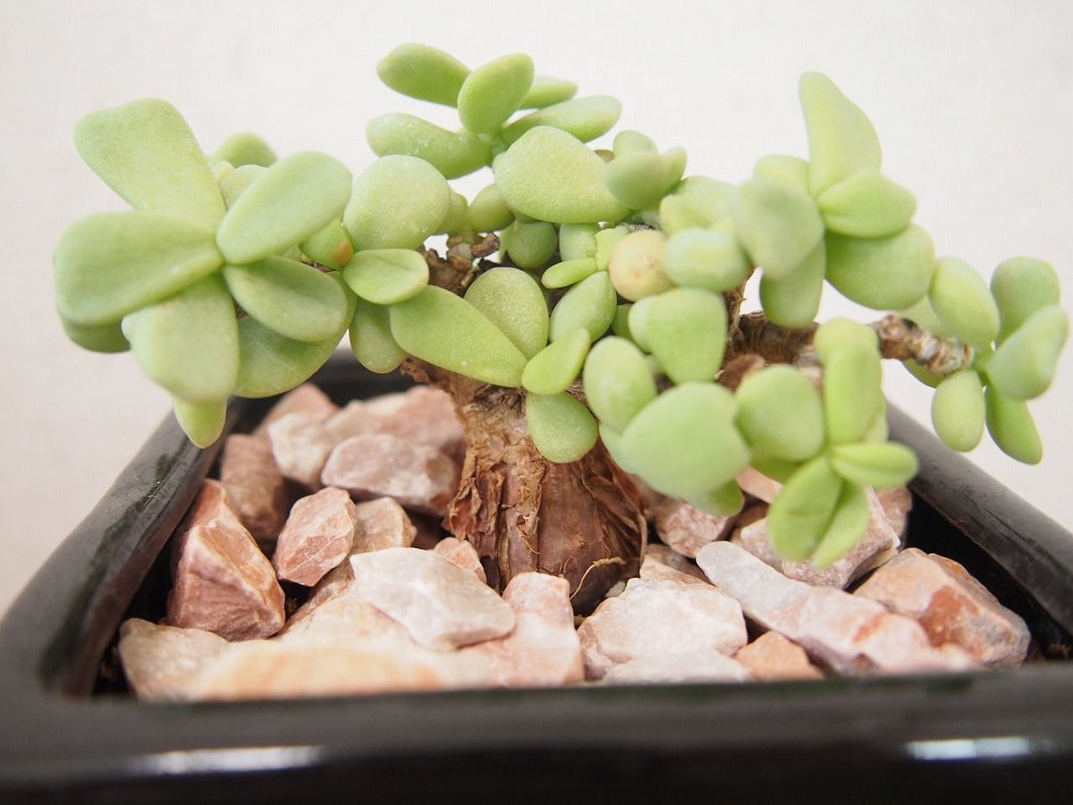 ケラリア ピグマエア ceraria pygmaea | mana's farm:塊根植物・ア