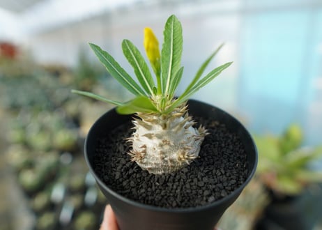 パキポディウム　恵比寿大黒　Pachypodium Densicaule　No.3