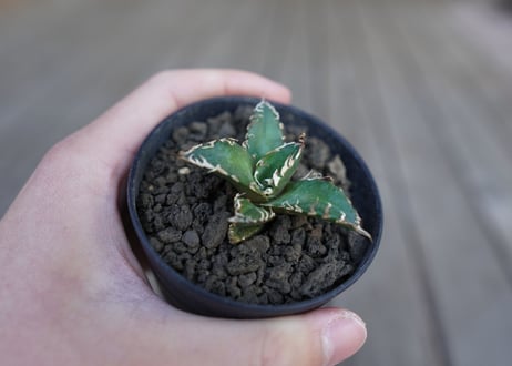 アガベ オテロイ オアハカ agave oteroi oaxaca