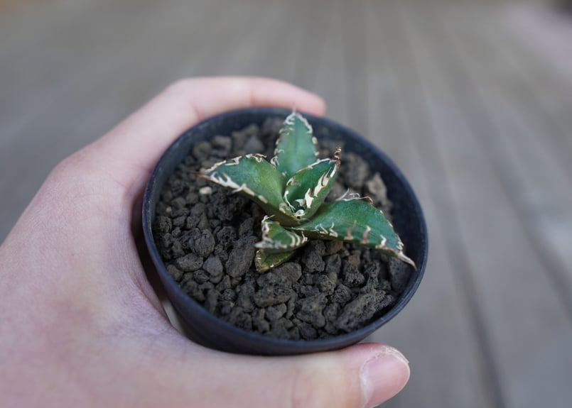 アガベ オテロイ オアハカ agave oteroi oaxaca | mana's farm