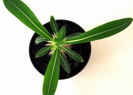 パキポディウム デンシカウレ 恵比寿大黒　Pachypodium densicaule  №2