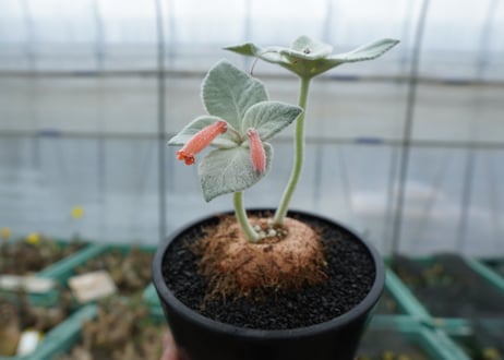 シンニンギア　断崖の女王　Sinningia leucotricha