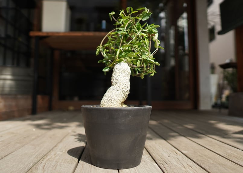 フォッケア エデュリス 火星人 Fockea edulis | mana's farm:塊根植