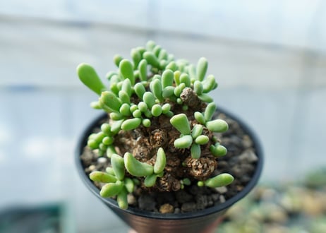 ケラリア　ピグマエア　Ceraria pygmaea  No.1