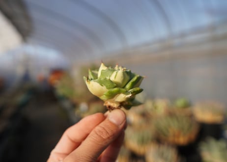 agave 王妃雷神黄中斑 NO.5