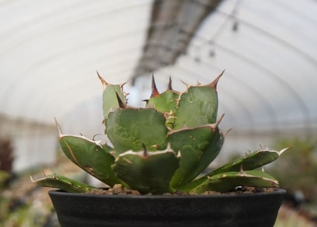 agave titanota　FO-76　NO.22