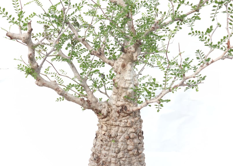 オペルクリカリア パキプス no.8 | mana's farm:塊根植物・アガベ