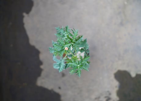 錦珊瑚 　《3》