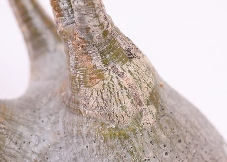 Pachypodium Gracilius パキポディウム  グラキリス  未発根  no.1　緑肌