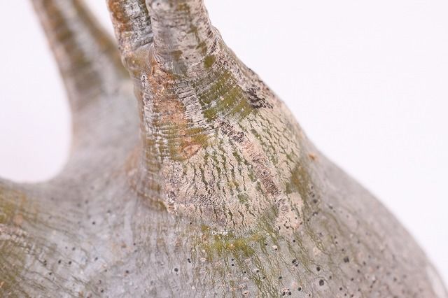 Pachypodium Gracilius パキポディウム グラキリス発根管理中 パキポディウム グラキリス Pachypodium gracilius 発根済 (gk-47