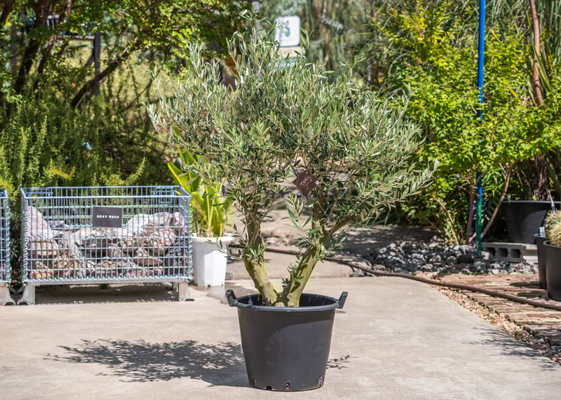 国産オリーブ ミッション No.12 | mana's farm:塊根植物・アガベ