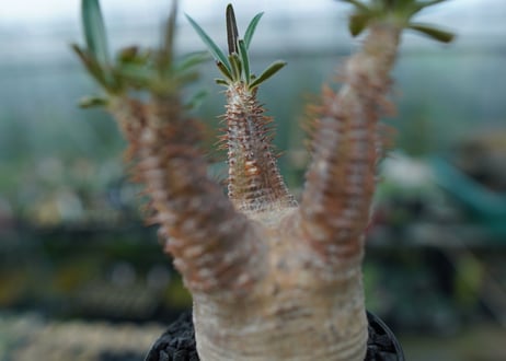 パキポディウム　グラキリス　Pachypodium gracilius　No.5