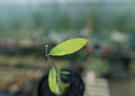フォッケア　エデュリス　Fockea edulis