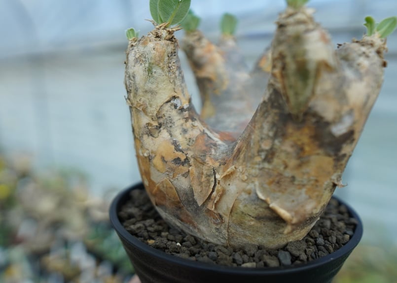 パキポディウム エブレネウム Pachypodium eburneum ① パキポディウム エブレネウム(実生) / Pachypodium eburneum no